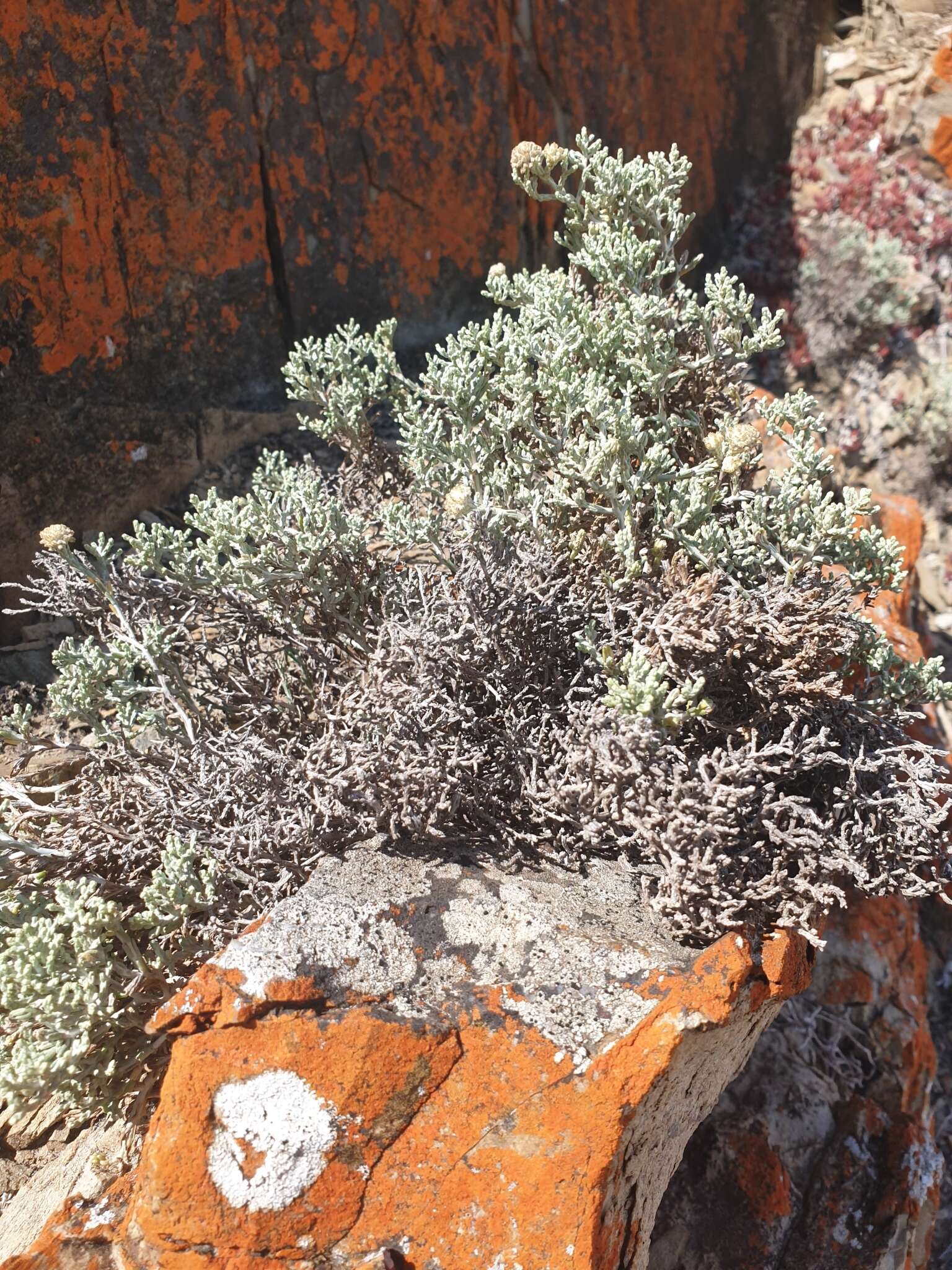 Calocephalus brownii (Cass.) F. Müll. resmi