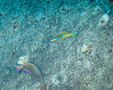 Image of Blue-stripe blenny