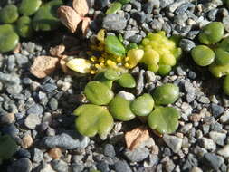 Image of Ranunculus acaulis Banks & Soland.