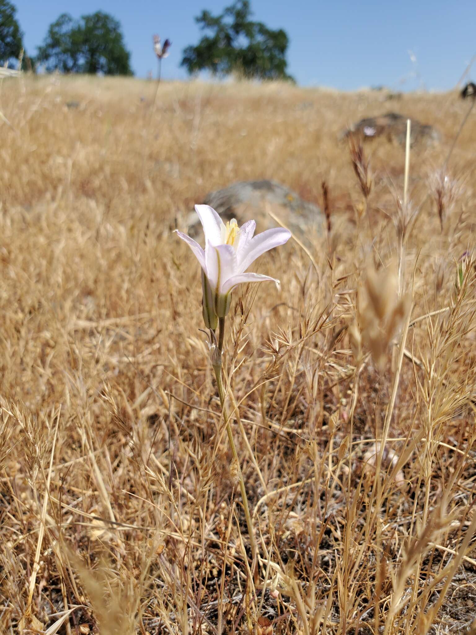 Image of Brodiaea sierrae R. E. Preston