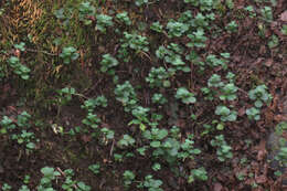 Image of woodland stonecrop