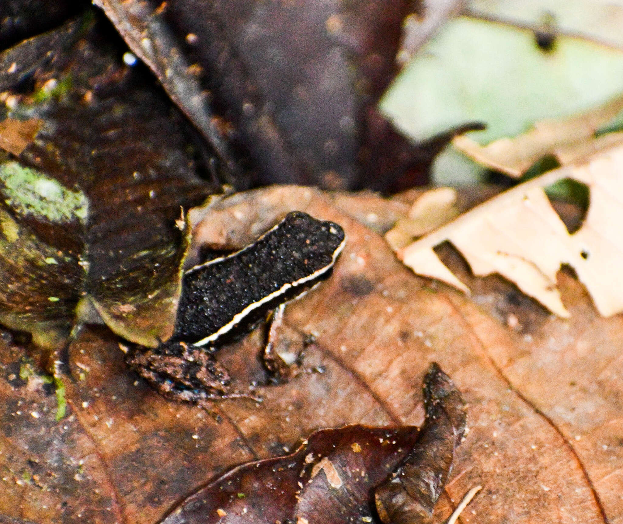 Image of Hahnel's Poison Frog