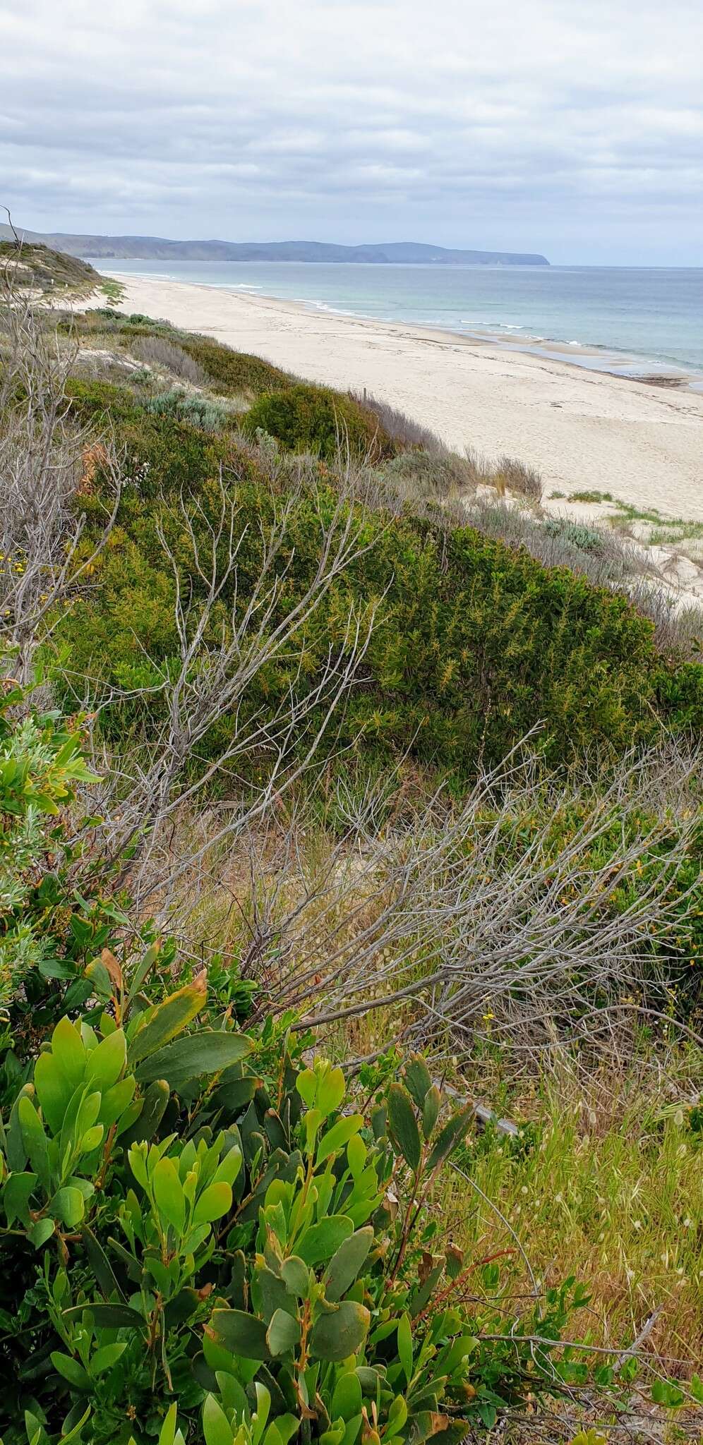 Imagem de Acacia longifolia subsp. sophorae (Labill.) Court