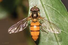 Image of Episyrphus trisectus (Loew 1858)