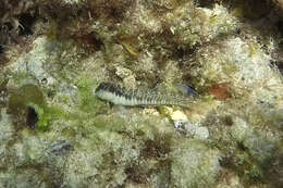 Image of Germain&#39;s blenny