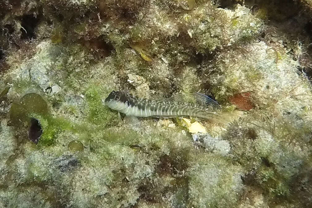 Image of Germain&#39;s blenny