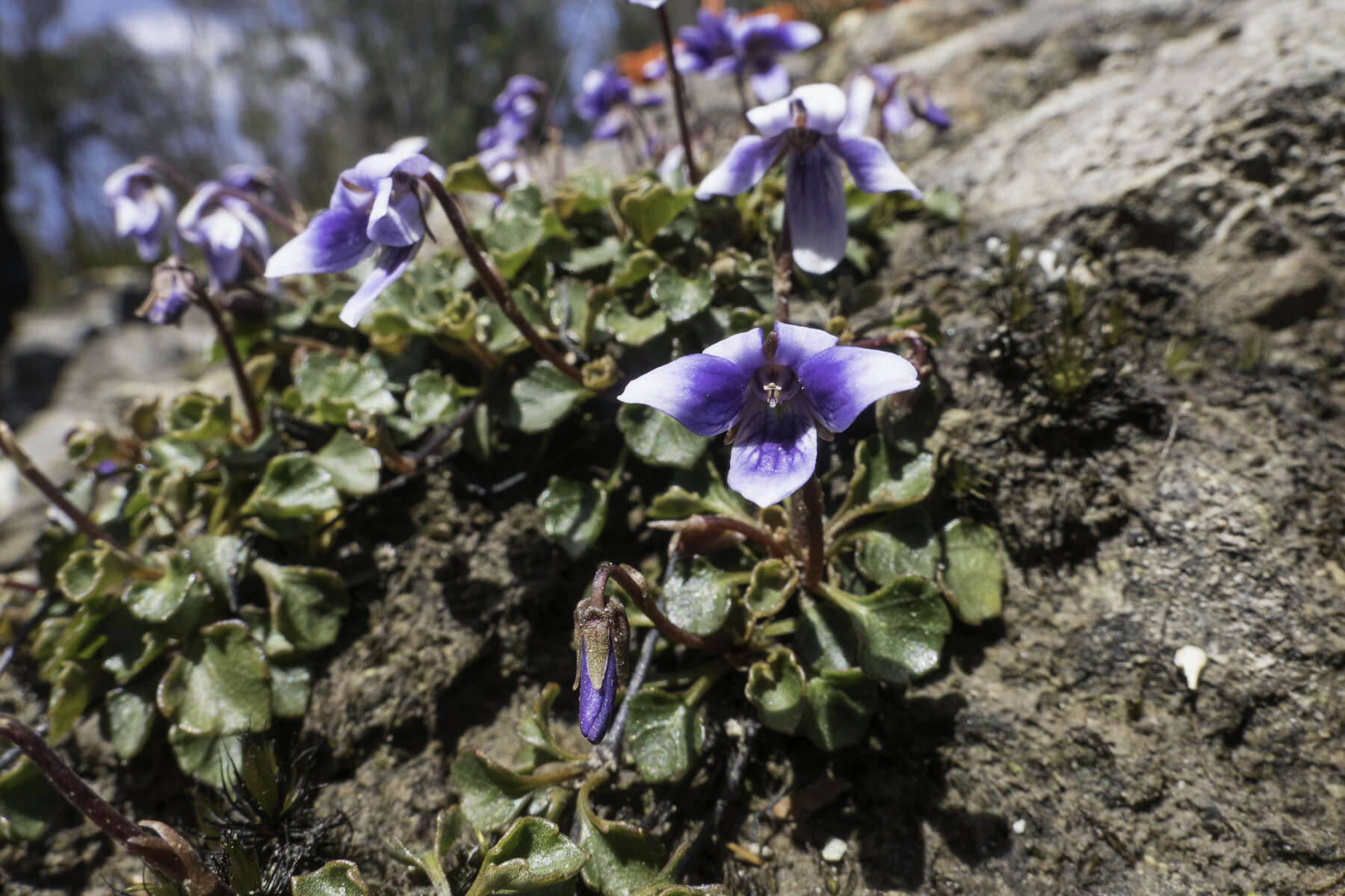 Image of Viola serpentinicola