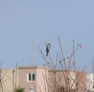 Image of Ryukyu Minivet