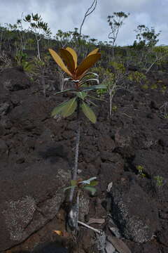 Image of Pleioluma sebertii (Pancher) Swenson & Munzinger