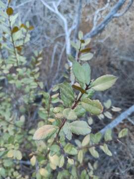 Imagem de Endotropis crocea subsp. insula (Kellogg) Hauenschild