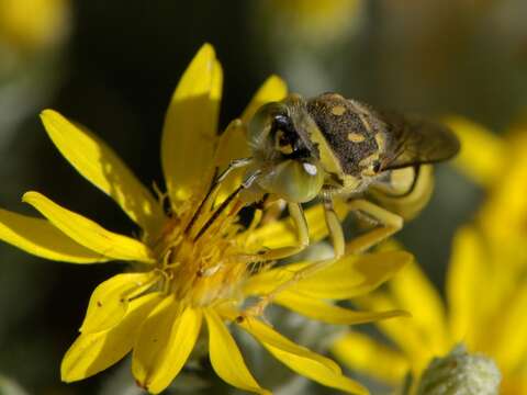 Plancia ëd Steniolia duplicata Provancher 1888