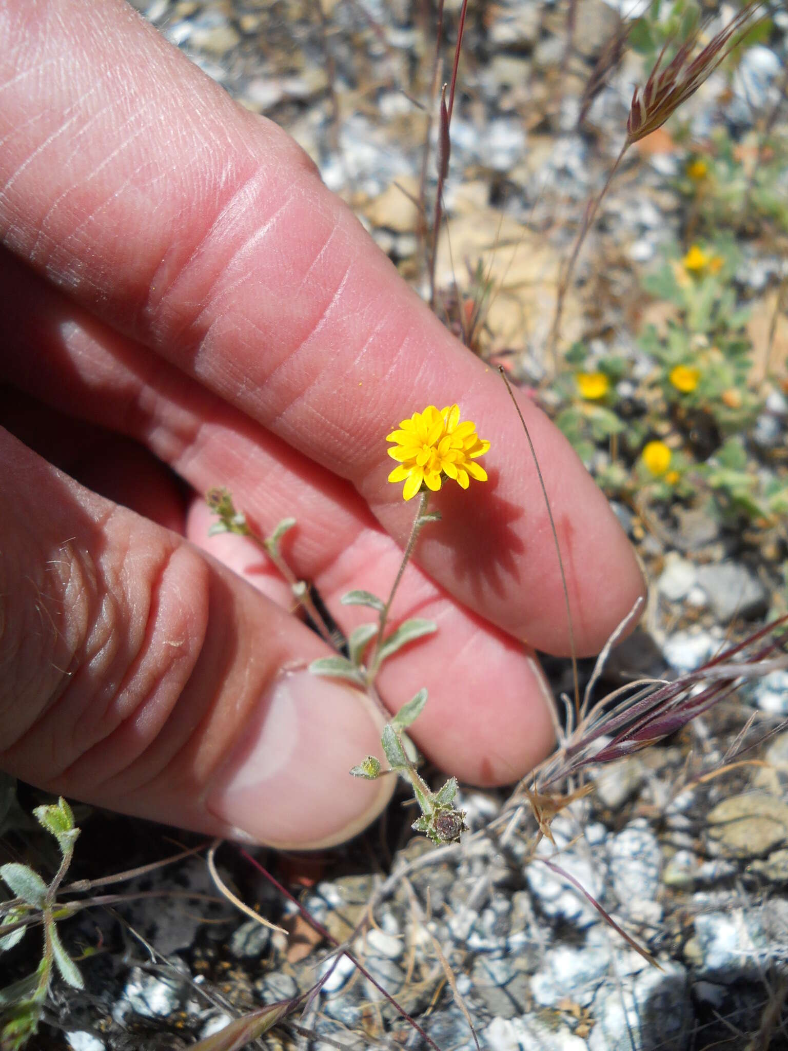 Plancia ëd Lessingia tenuis (A. Gray) Coville