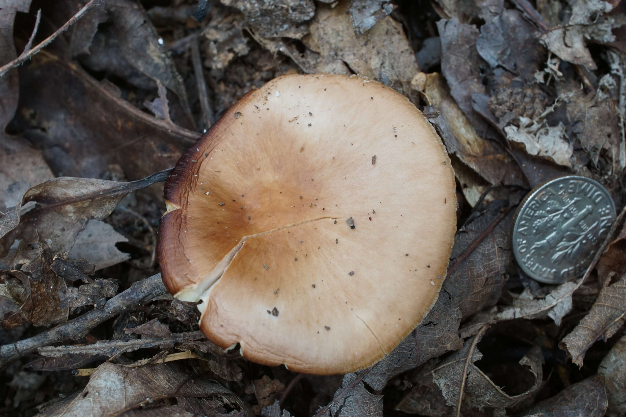 Image of Rhodocollybia butyracea (Bull.) Lennox 1979