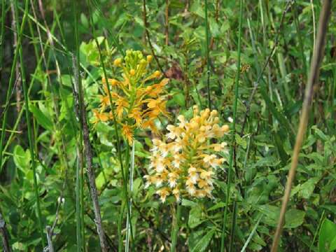 Image of green orchid