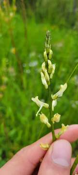 Image of Palouse milkvetch