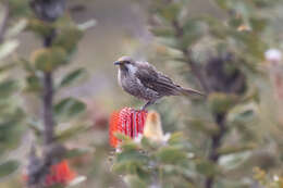 Image of Little Wattlebird