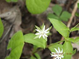 Image of Tennessee starwort