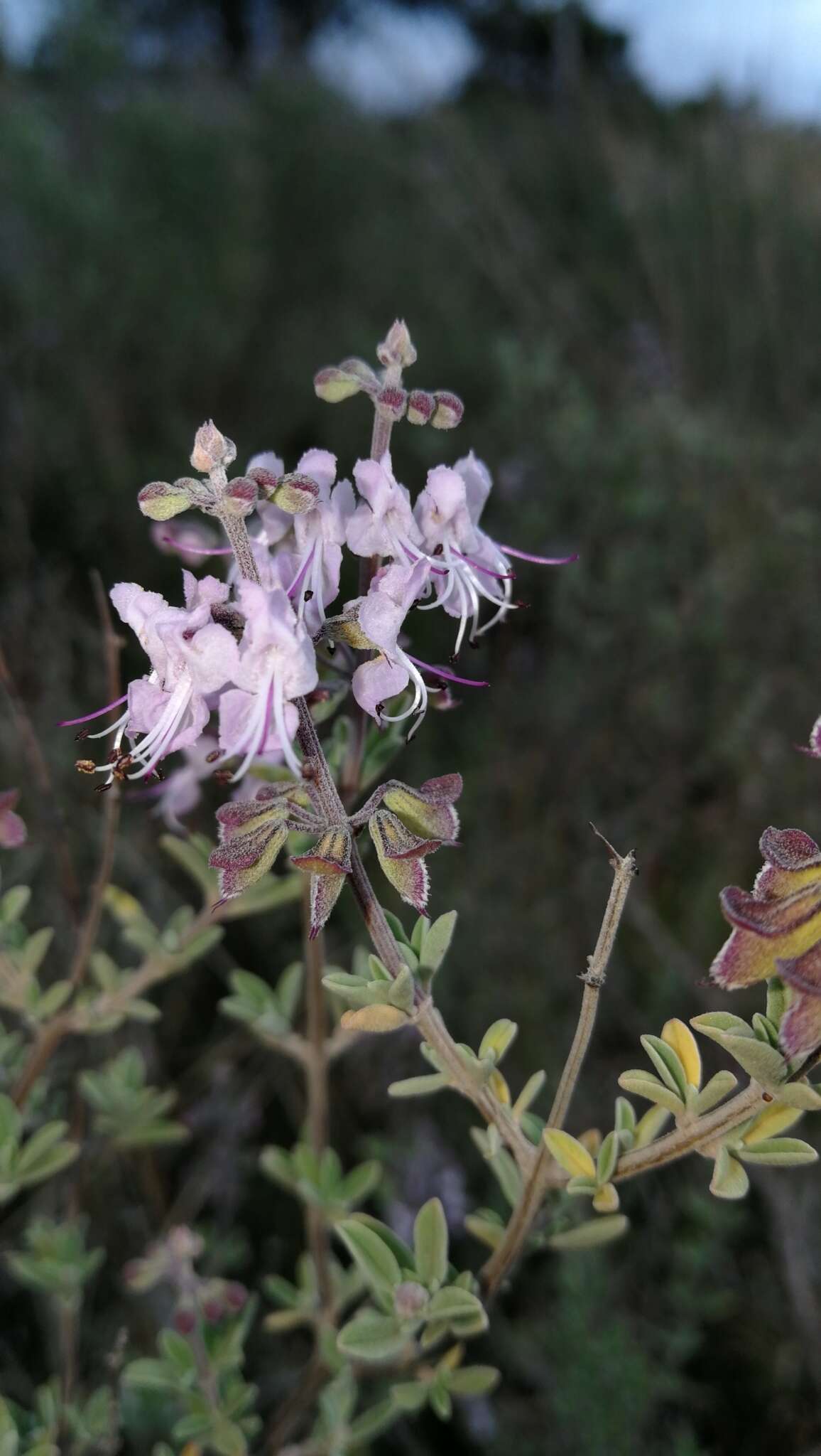 Imagem de Ocimum burchellianum Benth.