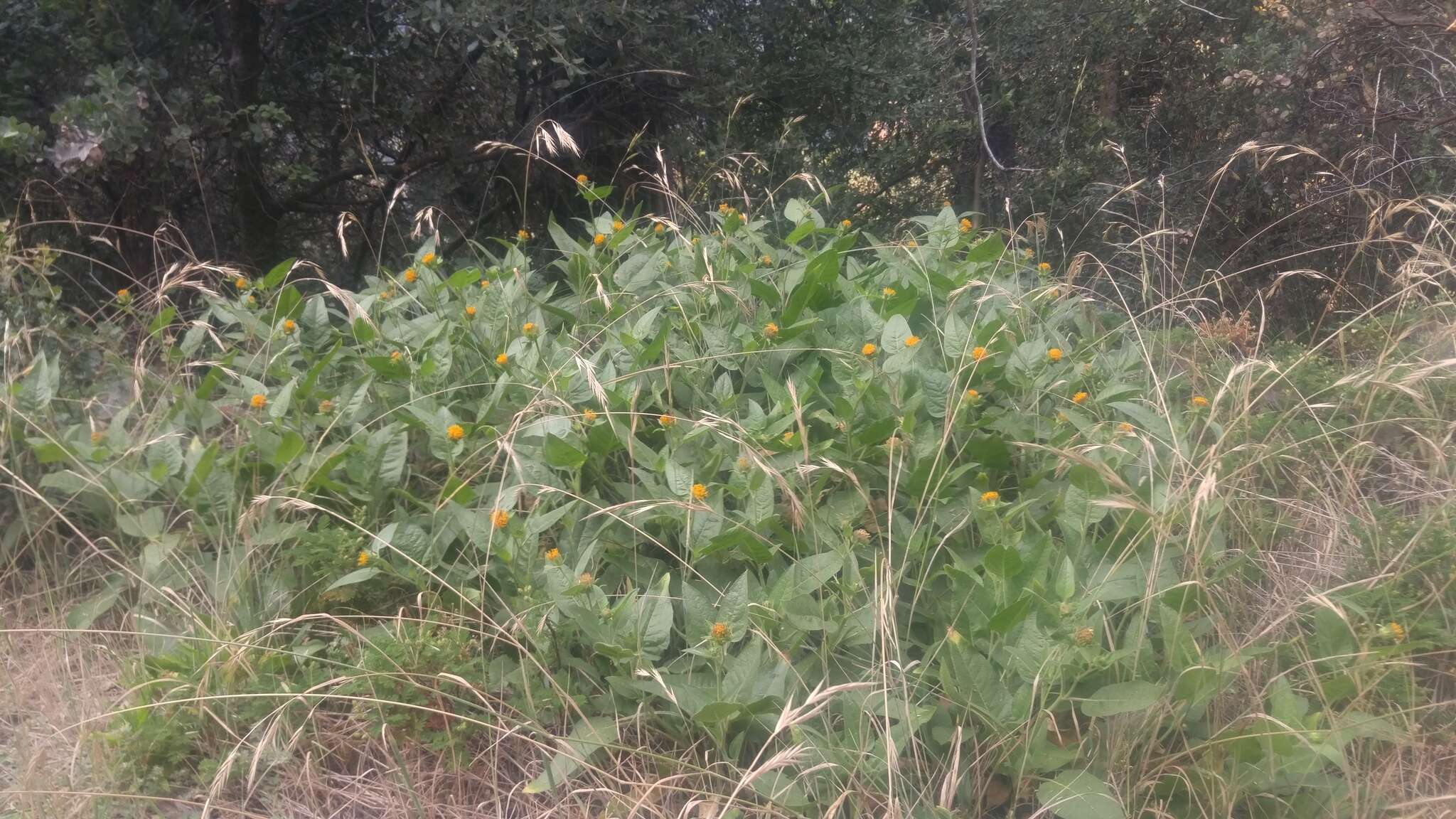 Image of Coville's mule-ears