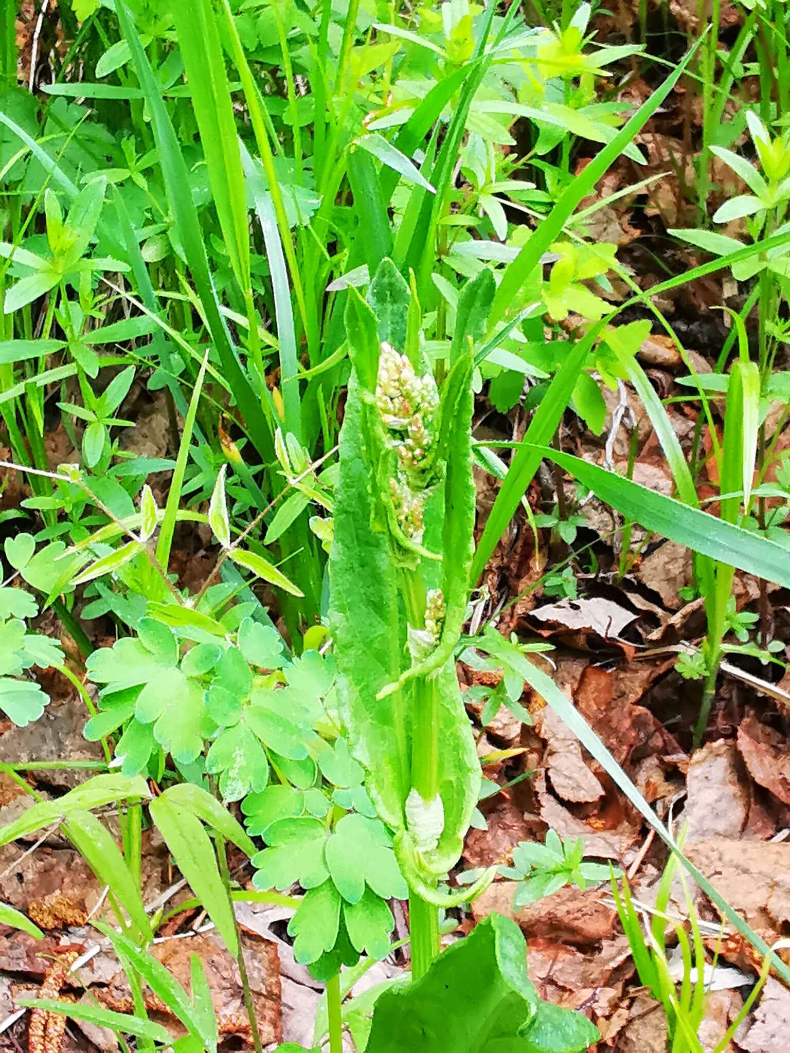 Image of Lapland Sorrel