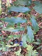 Image of Blue Berry Ginger