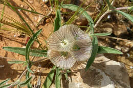 Image of Lomelosia porphyroneura (Blakelock) W. Greuter & Burdet