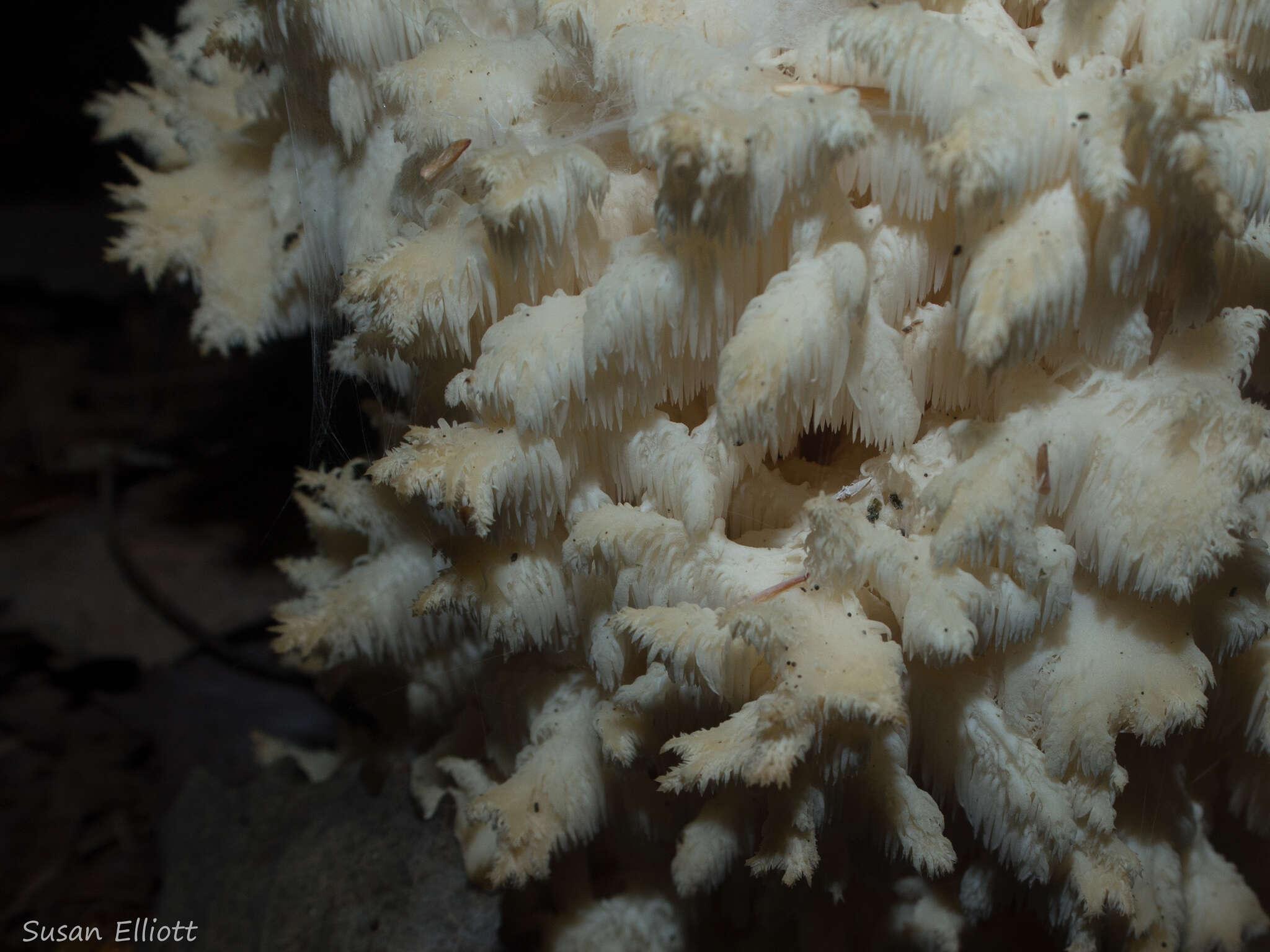 Hericium coralloides (Scop.) Pers. 1794 resmi