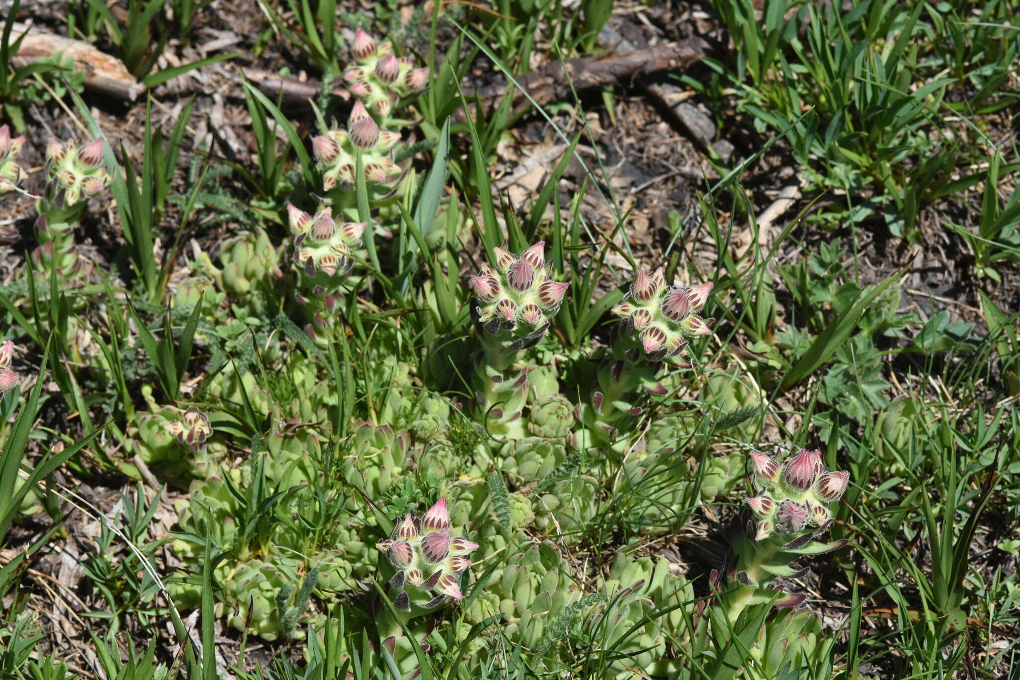 Image of Sempervivum montanum L.