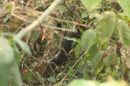 Image of Bolivian Squirrel