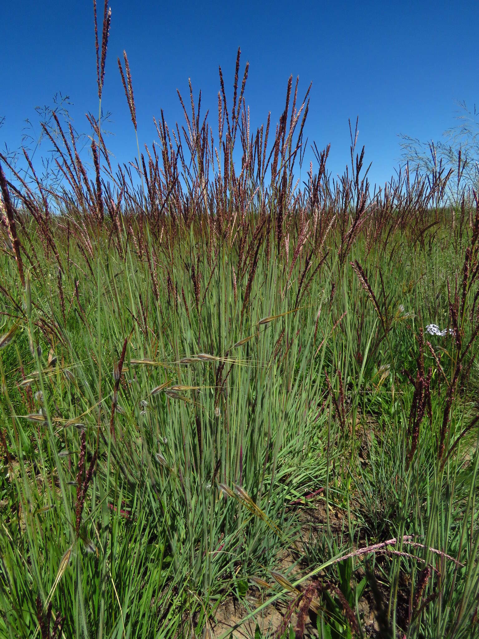 Imagem de Digitaria tricholaenoides Stapf