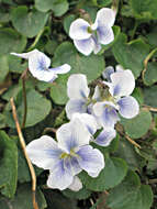 Image of Viola sororia f. priceana (Pollard) Cooperr.