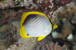 Image of Black-back Butterflyfish