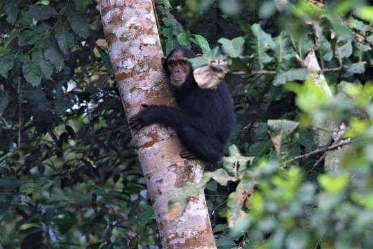 Image of central chimpanzee