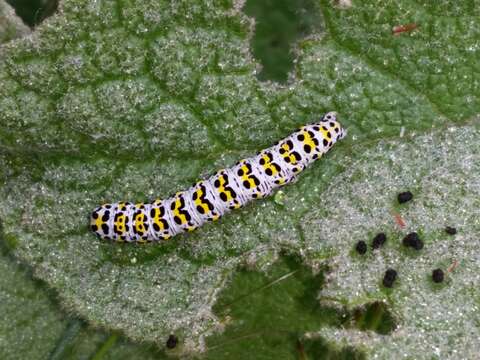 Image of Cucullia verbasci Linnaeus 1758