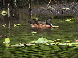 Image of Chestnut Teal