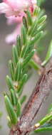 Image of Erica vlokii E. G. H. Oliver