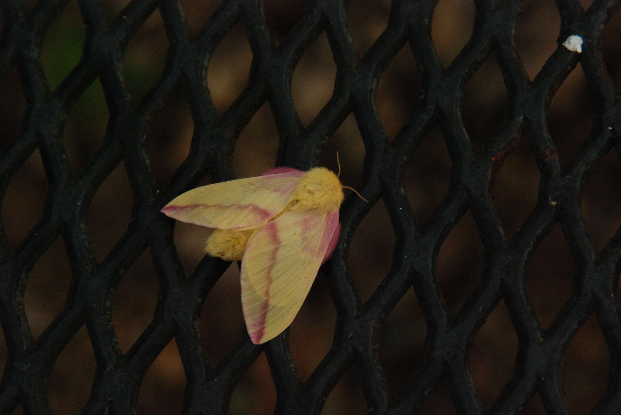 Rosy Maple Moth - Encyclopedia of Life