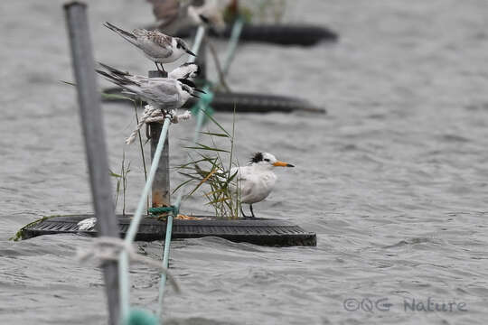 Image of Chinese Crested Tern