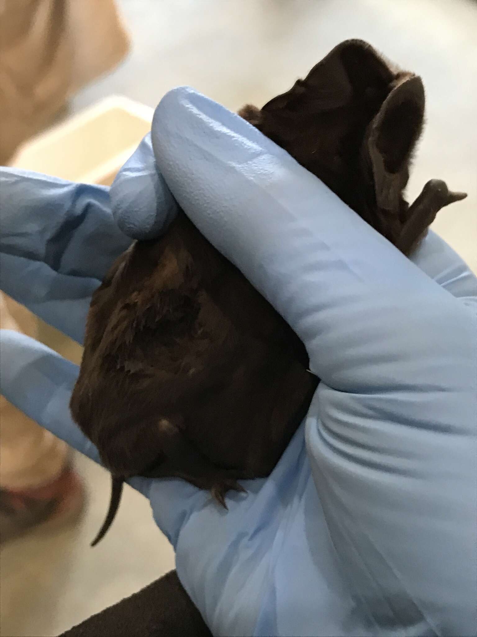 Image of White-striped Free-tailed Bat