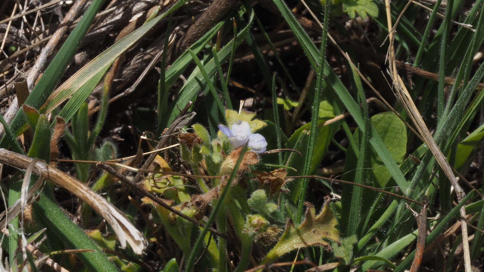 Image de Nemophila menziesii var. integrifolia Brand