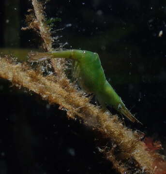 Image of kelp humpback shrimp