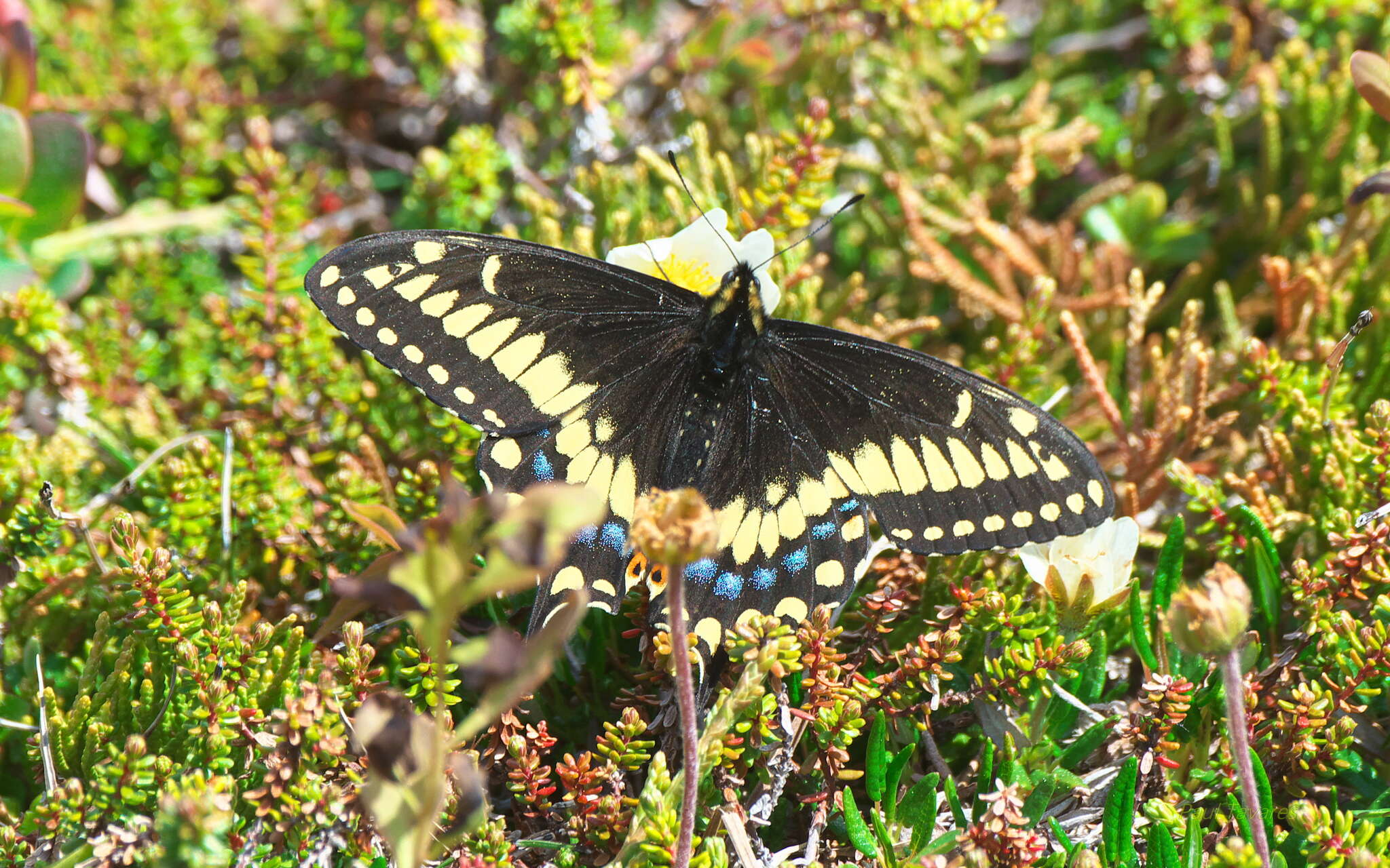 Image of Short-tailed Swallowtail