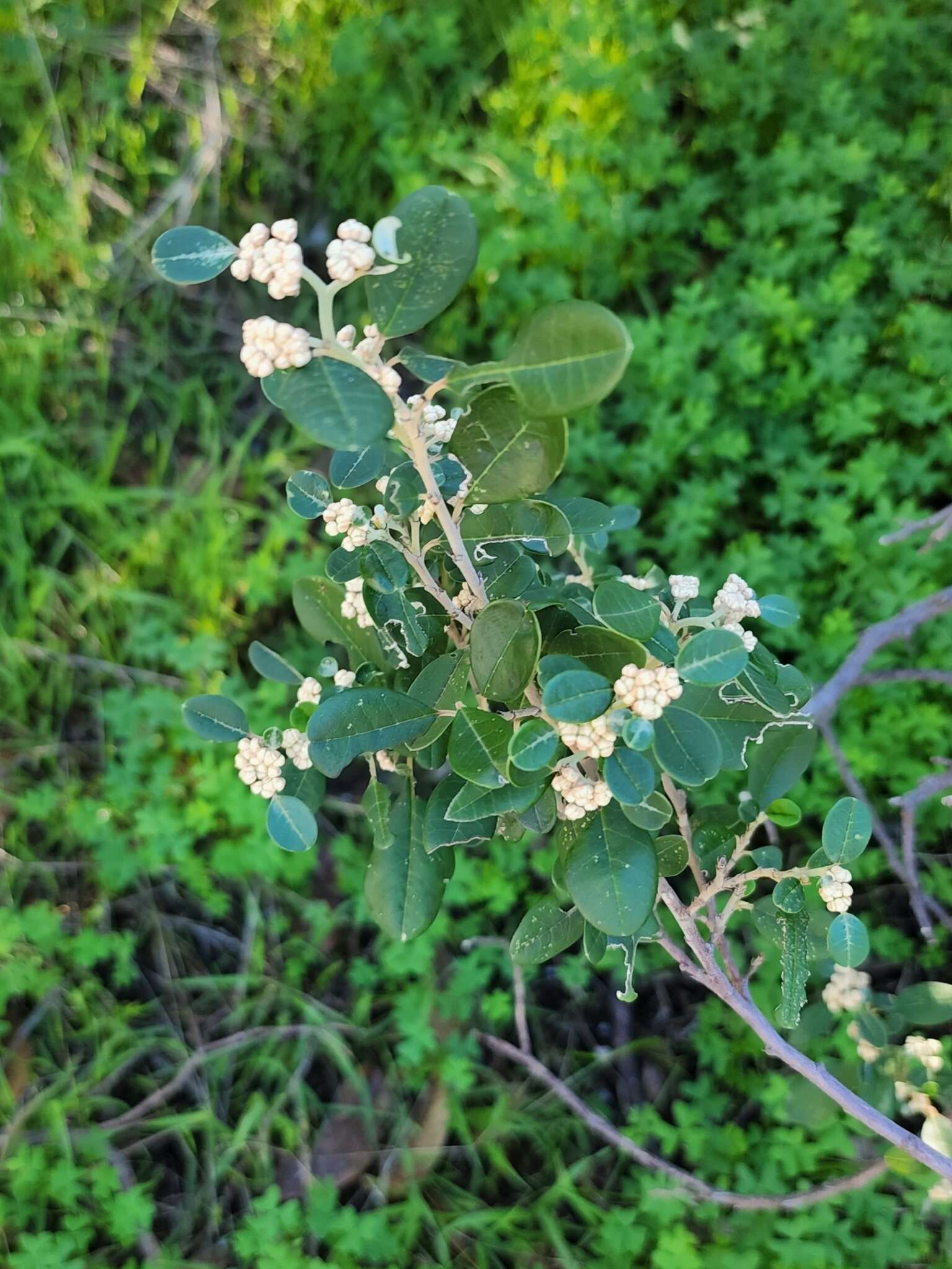 Imagem de Spyridium globulosum (Labill.) Benth.