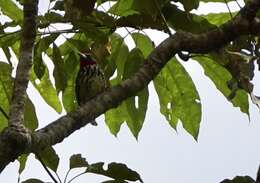 Image of Black-spotted Barbet