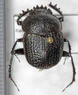 Image of <i>Scarabaeus bohemani</i>