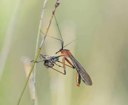 Image of Harpobittacus australis (Klug 1838)