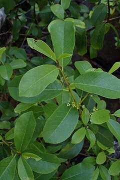 Image of California buckthorn