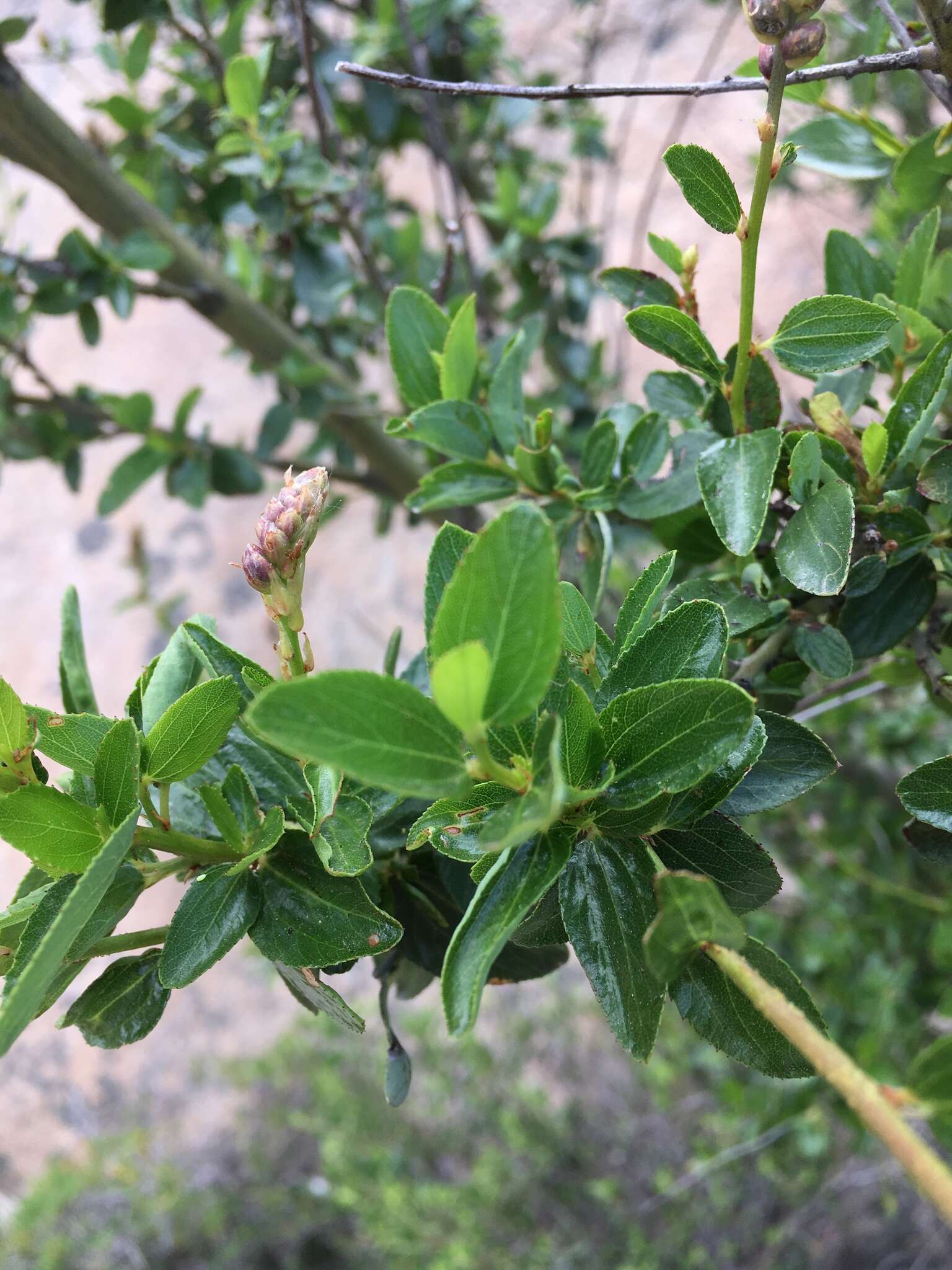 Image of San Diego buckbrush