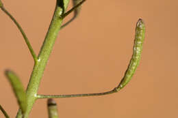 Image of western tansymustard