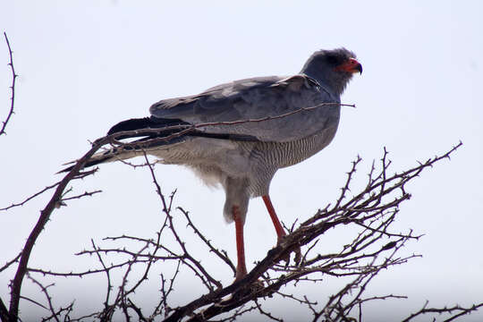 Image of Melierax canorus argentior Clancey 1960